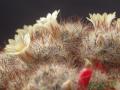 Mammillaria prolifera 