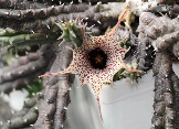 Huernia hislopii