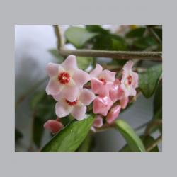 Hoya carnosa