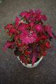 Coleus