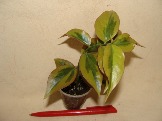 DSC09469.JPG