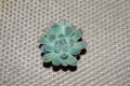 echeveria pulidonis 01.08