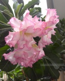 Adenium Lucius Spark 01