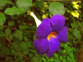 thunbergia_