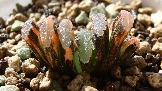 Haworthia truncata variegata 'MIY' (получила от Hiroshi Nakatani)
еще малышка, любимчек, очень радостный огонечек :))
на солнышке оранжевые всполохи становятся практически красными