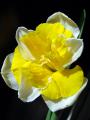 Narcissus 1