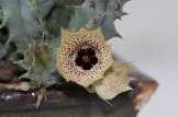 Huernia namaquensis hybrid