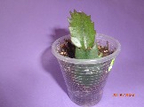 DSC05623.JPG
