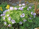 Glaucidium palmatum 2011-1.JPG