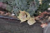 Huernia namaquensis hybrid