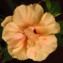 Гибискус 'Double Peach'