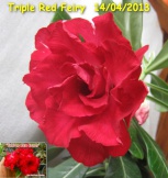 Triple_Red_Fairy_01