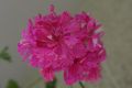 Pink Carnation 1-7