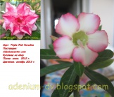 Adenium_Triple Pink Paradise