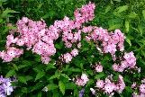 IMG_7103.JPG