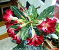 Adenium Moo