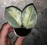 Hoya Carnosa cv. Argentea Princess variegata

