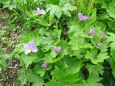 Glaucidium_palmatum_3