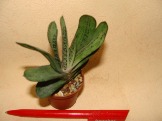 DSC09892.JPG