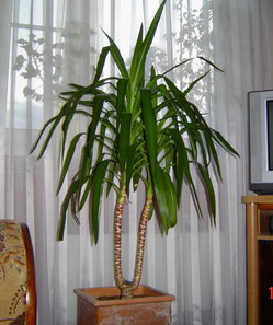 Комнатное Растение Юкка Фото