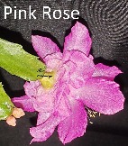 Schlumbergera Pink Rose