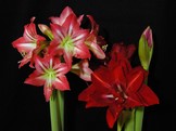 Lilly Star, Double Delicious 
