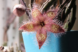 Stapelia hirsuta (Ceres, South Africa)