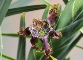 Ferraria crispa ssp. nortieri