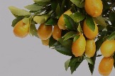 citrus-lime