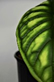 DSC_0199.JPG