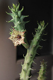 Huernia concinna