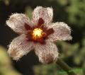 Stapelia erectiflora