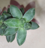 Pachyphytum compactum var. wiedermanii