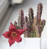 Stapelia incomparabilis