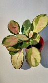 IMG_20210505_132731~2.jpg