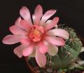 Gymnocalycium baldianum