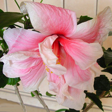 Гибискус 'Double Pink'