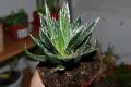 Agave 0108.JPG