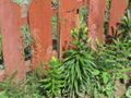 DSC00084.JPG