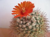 Parodia sanguinflora