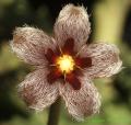 Stapelia erectiflora