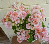 pelargoniya-ludwigsburger-flair-1-11485126.jpg