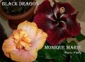 Monique Marie & Black Dragon 