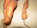 Мелкая морковка на конце обратно срослась...
