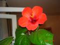 DSC02945.JPG