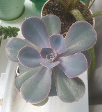  Perle von Nurnberg