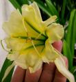 Blumen_natali0003