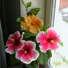 Гибискус 'Melon & Mystic Pink'