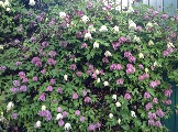 IMG_5333.JPG