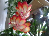DSC01103.JPG